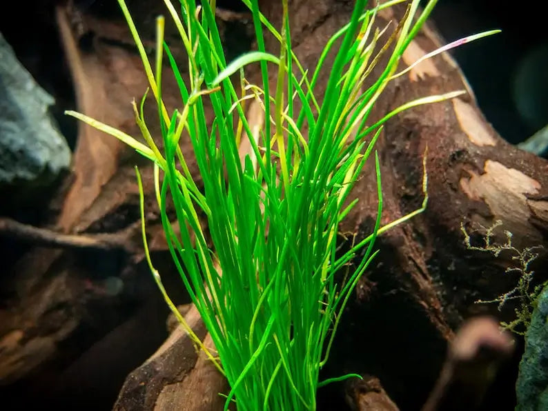 Close-up of Micro Sword fine blade-like leaves showing carpet-forming growth habit