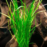 Close-up of Micro Sword fine blade-like leaves showing carpet-forming growth habit