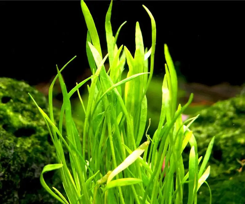 Micro Sword foreground carpet plant growing densely across aquarium substrate