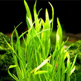 Micro Sword foreground carpet plant growing densely across aquarium substrate