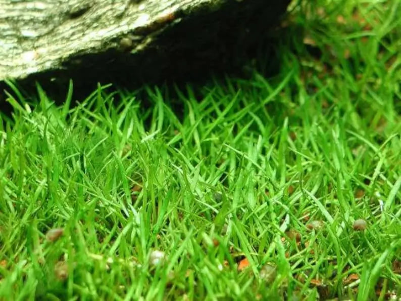 Micro Sword Lilaeopsis root mat with fine grass-like green blades on white background