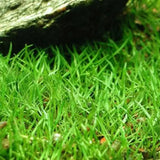 Micro Sword Lilaeopsis root mat with fine grass-like green blades on white background