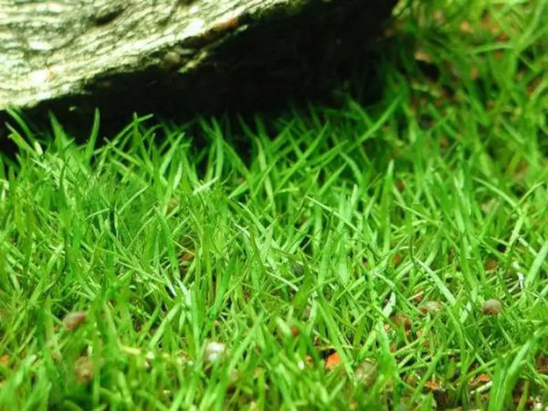 Micro Sword Lilaeopsis root mat with fine grass-like green blades on white background