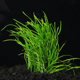 Micro Sword lawn-style carpet planted in a freshwater aquascape with substrate