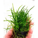 Micro Sword grass-like foreground plant bundle ready for aquarium planting