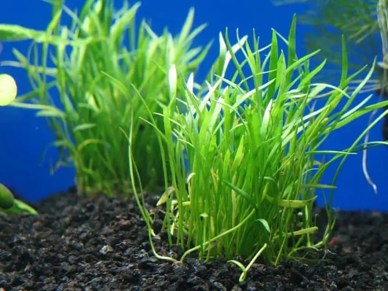 Micro Sword Lilaeopsis Brasiliensis dense carpet coverage in planted tank foreground