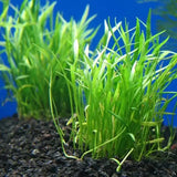 Micro Sword Lilaeopsis Brasiliensis dense carpet coverage in planted tank foreground