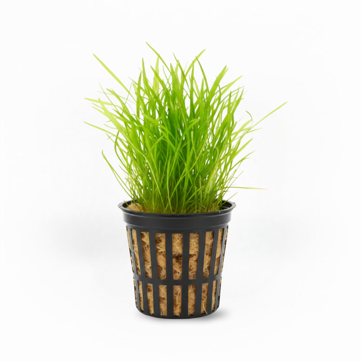 Micro Sword (Lilaeopsis Brasiliensis)