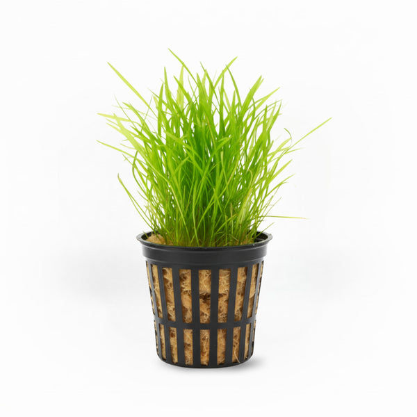 Micro Sword (Lilaeopsis Brasiliensis)