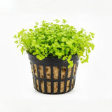 Monte Carlo Micranthemum Tweediei carpeting aquarium plant bundle on white background