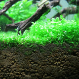 Monte Carlo aquarium plant mat with fine root network on light background