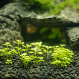 Monte Carlo plant stems with tiny round leaves on white background before planting
