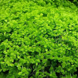 Monte Carlo carpeting aquarium plant growing over substrate in a planted freshwater tank