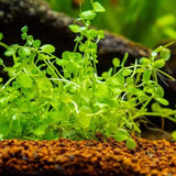 Monte Carlo Micranthemum Tweediei lush green foreground carpet in an aquascaped planted tank