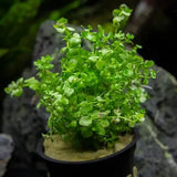 Close-up top-down view of Monte Carlo carpet plant showing dense round leaf coverage