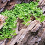 Monte Carlo carpet plant growing alongside hardscape rocks in a planted aquascape