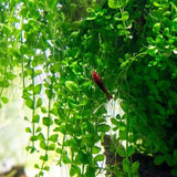 Close-up of Monte Carlo small round bright green leaves showing carpet growth pattern
