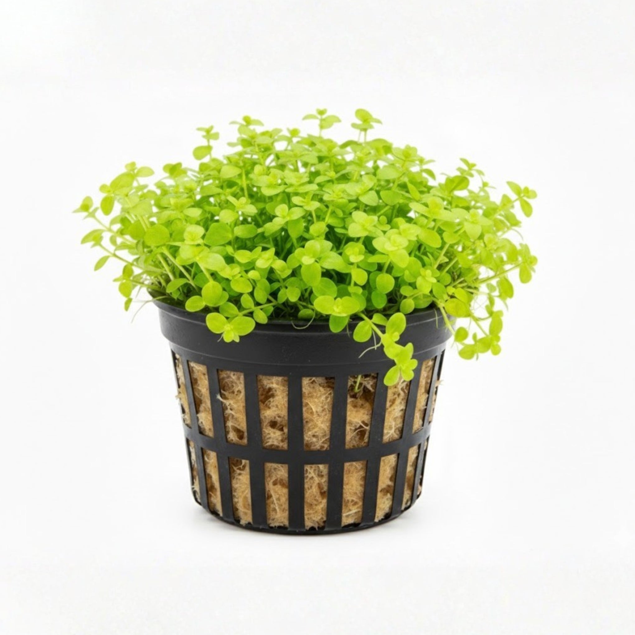 monte carlo aquarium plant seeds Micranthemum tweediel (Monte Carlo) Pot / Tropica