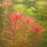 Red and green plants with a blurred green background