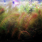 A close-up underwater view of aquarium plants with feathery green fronds and reddish stems, likely a live aquatic plant such as elodea or similar aquarium flora.