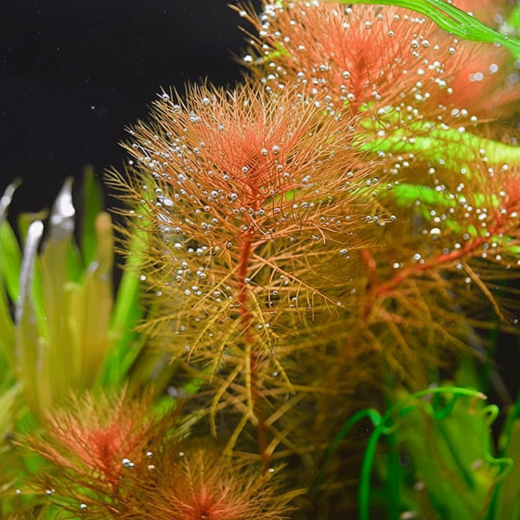 Close-up of ornamental aquarium plants with feathery golden-brown fronds covered in small water droplets, alongside bright green leaves against a dark background.