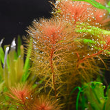 Close-up of ornamental aquarium plants with feathery golden-brown fronds covered in small water droplets, alongside bright green leaves against a dark background.