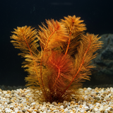 A live aquarium plant with feathery golden-orange fronds growing from white and beige gravel in a dark tank.