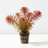 An artificial aquarium plant with reddish-pink and golden-yellow feathery fronds, potted in a black plastic hanging basket with gravel, set against a clean white background.