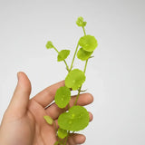 Pennywort Hydrocotyle sp round scalloped leaves bundle on white background, live aquarium plant