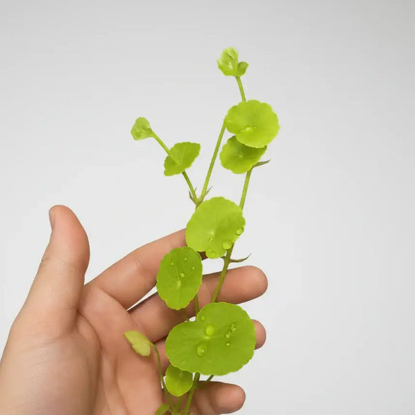 Pennywort [Hydrocotyle sp]