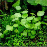 Close-up of Pennywort round green leaves growing on thin stems in a planted aquarium