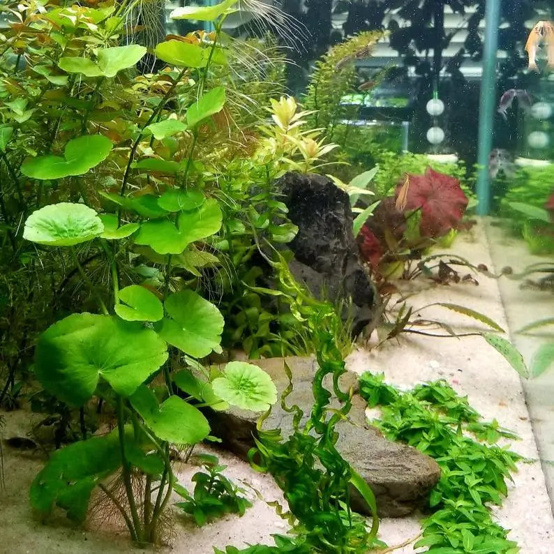 Pennywort Hydrocotyle floating and rooted aquarium plant with lily-pad shaped leaves