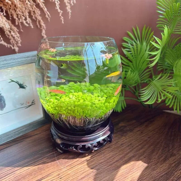 Goose egg-shaped water weed tank [Water Grass+Seeds]