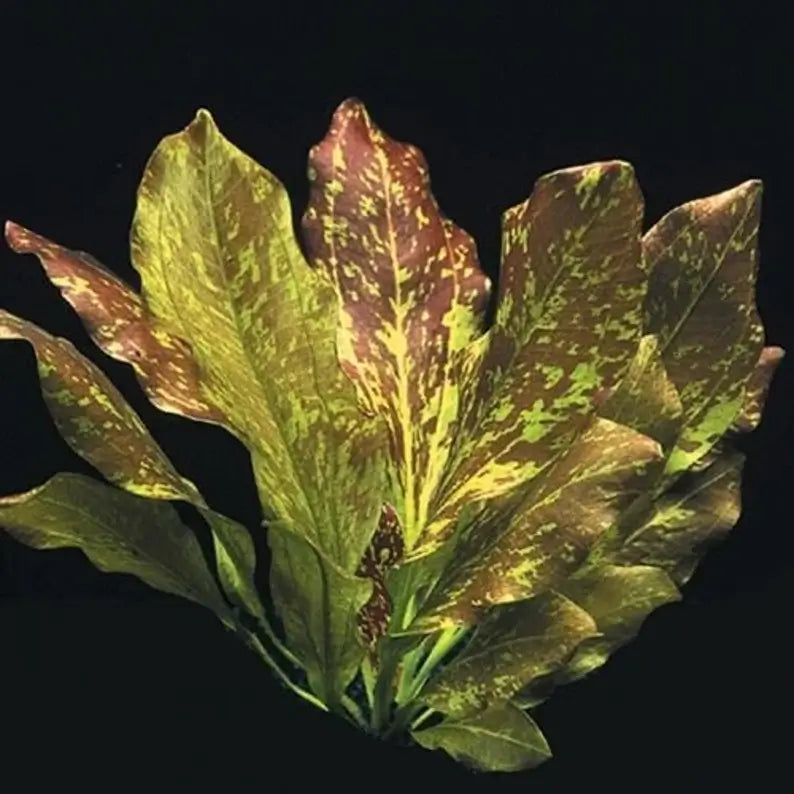 Close-up of Red Flame Sword leaf showing red and green marbled pattern