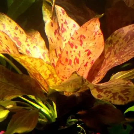 Red Flame Sword midground aquarium plant growing in a freshwater planted tank