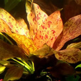 Red Flame Sword midground aquarium plant growing in a freshwater planted tank