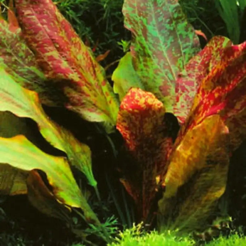 Red Flame Sword Echinodorus root system shown on white background before planting