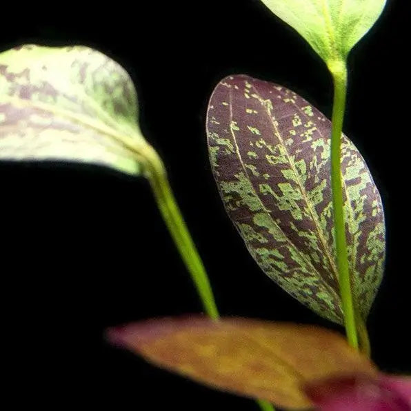 Red Flame Sword mature plant showing full leaf cluster with red venation
