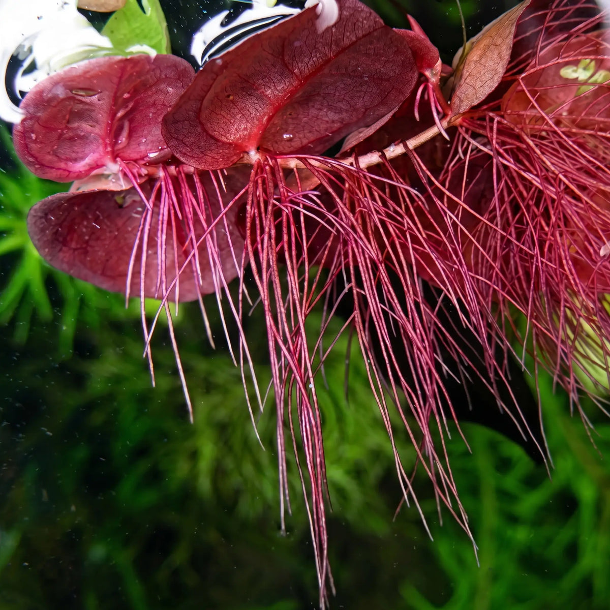 Phyllanthus fluitans — Red Root Floater