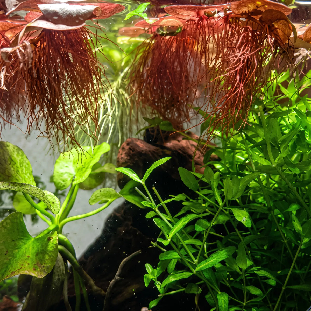 Phyllanthus fluitans — Red Root Floater