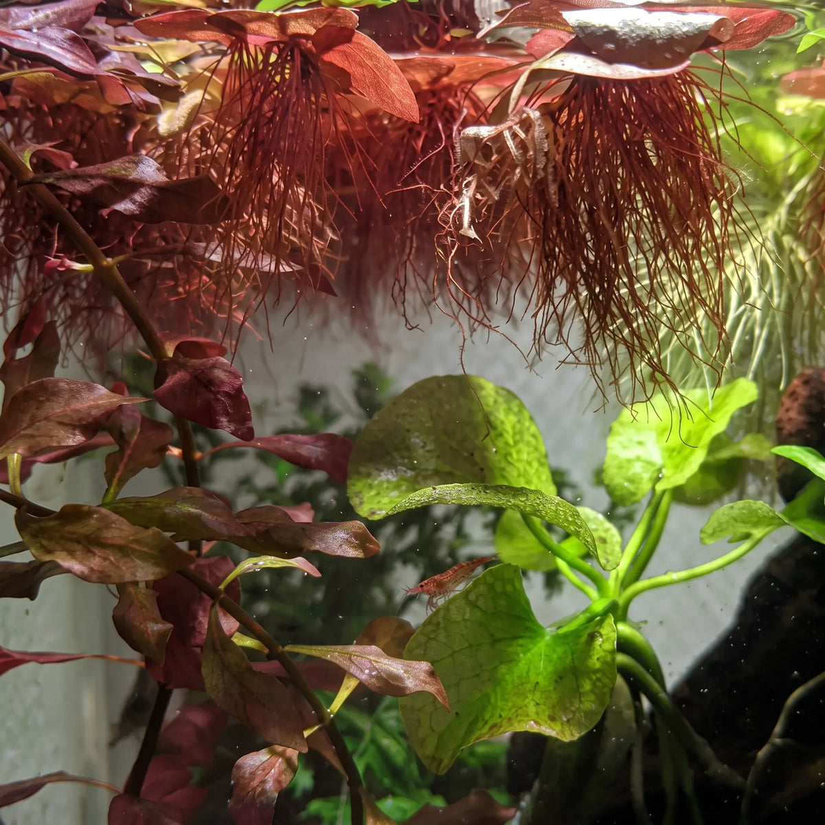 Phyllanthus fluitans — Red Root Floater