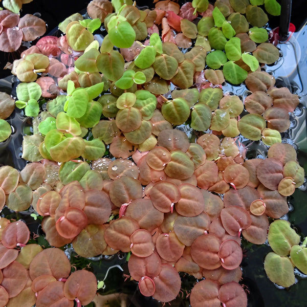 Phyllanthus fluitans — Red Root Floater