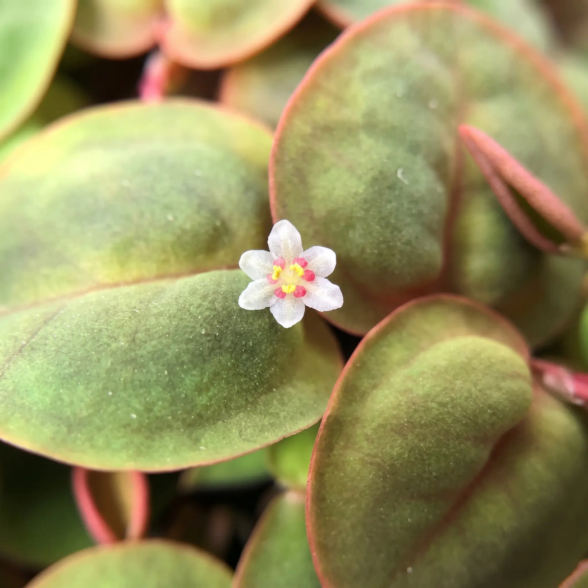 Phyllanthus fluitans — Red Root Floater