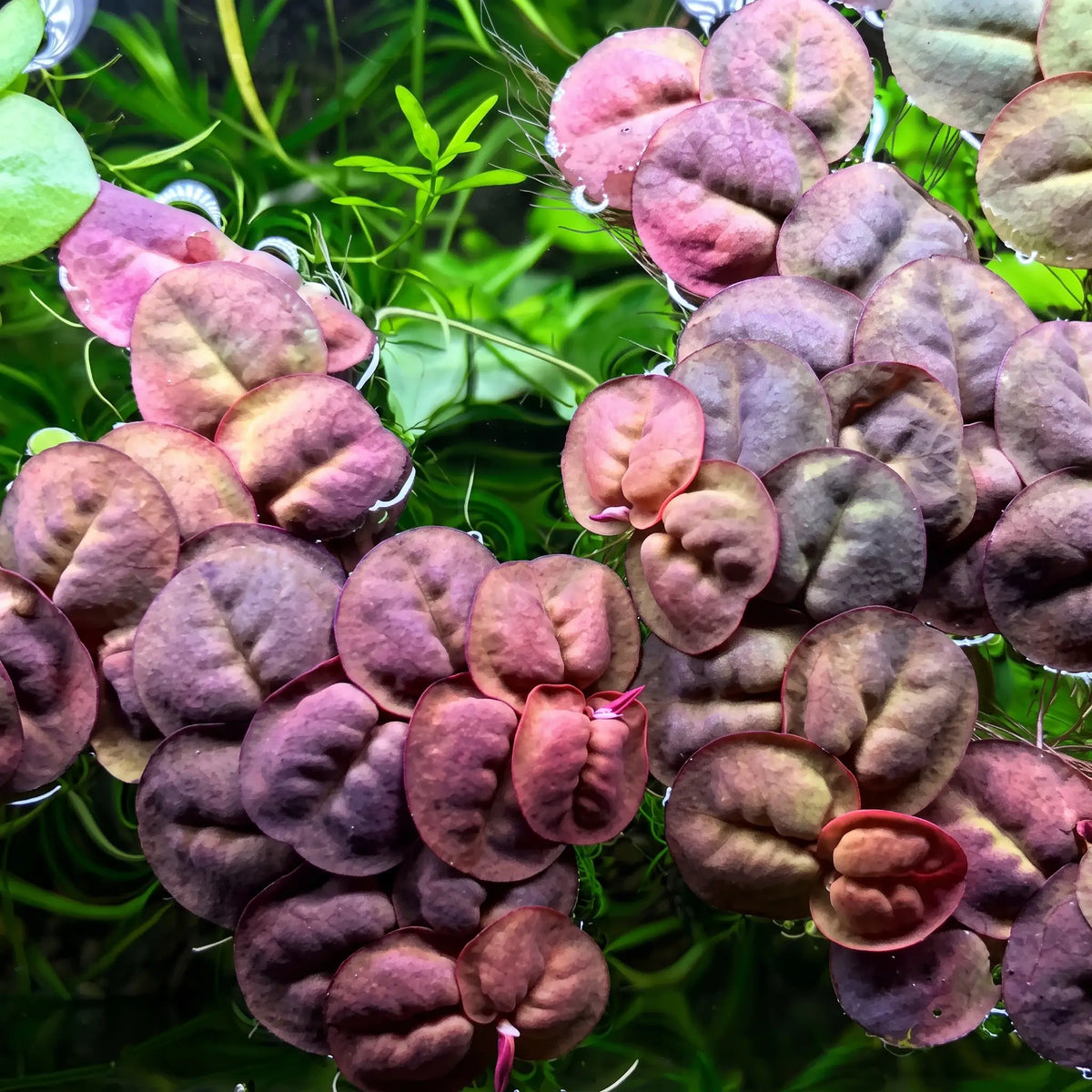 Phyllanthus fluitans — Red Root Floater