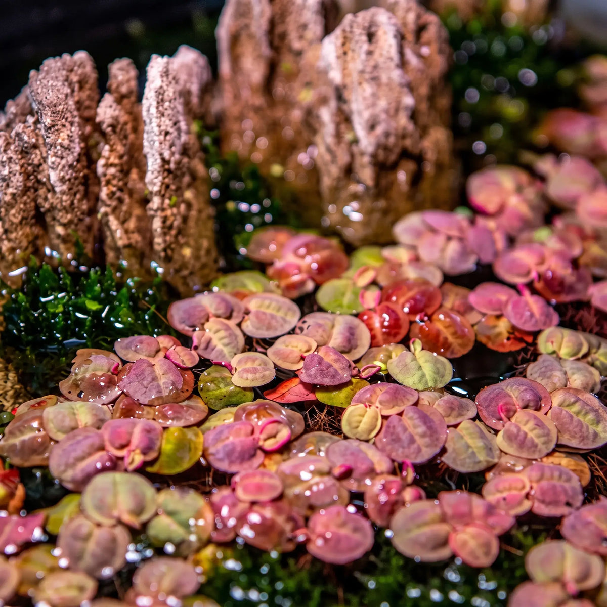 Phyllanthus fluitans — Red Root Floater
