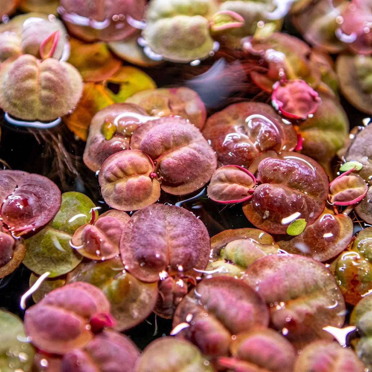 Phyllanthus fluitans — Red Root Floater