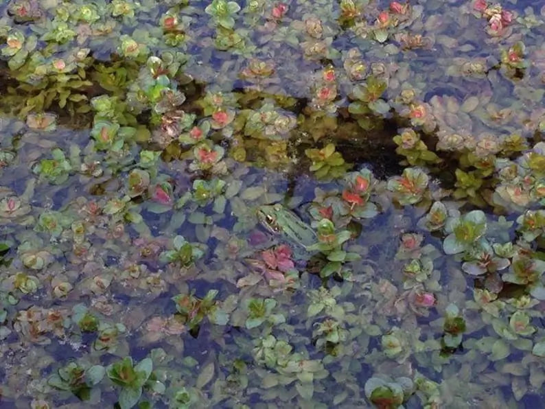 Close-up of Rotala Macrandra broad red leaves showing high-tech plant coloration