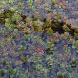 Close-up of Rotala Macrandra broad red leaves showing high-tech plant coloration