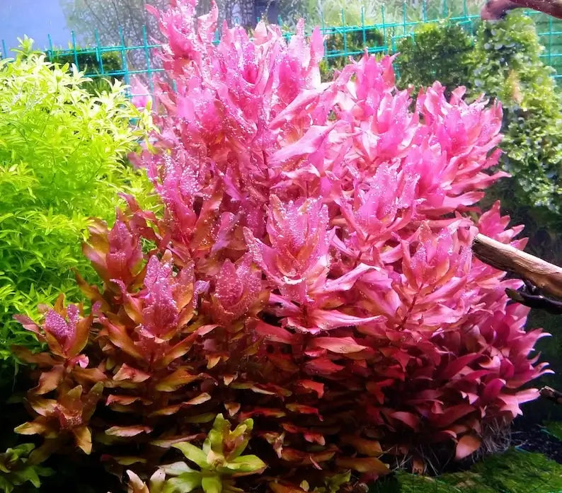 Rotala Macrandra background stem plant growing in a high-tech planted aquarium