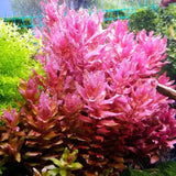 Rotala Macrandra background stem plant growing in a high-tech planted aquarium